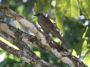 CostaRica06 - 136 * Mountain Robin